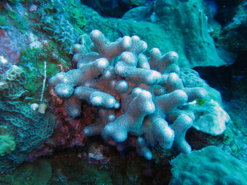 Porites Furcata (Porites furcata) |commons:File:Porites furcata FGBanks.jpg