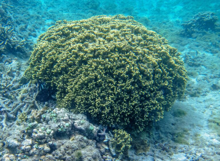 Porites Lichen (Porites lichen) |commons:File:Porites lichen, Reunión.jpg