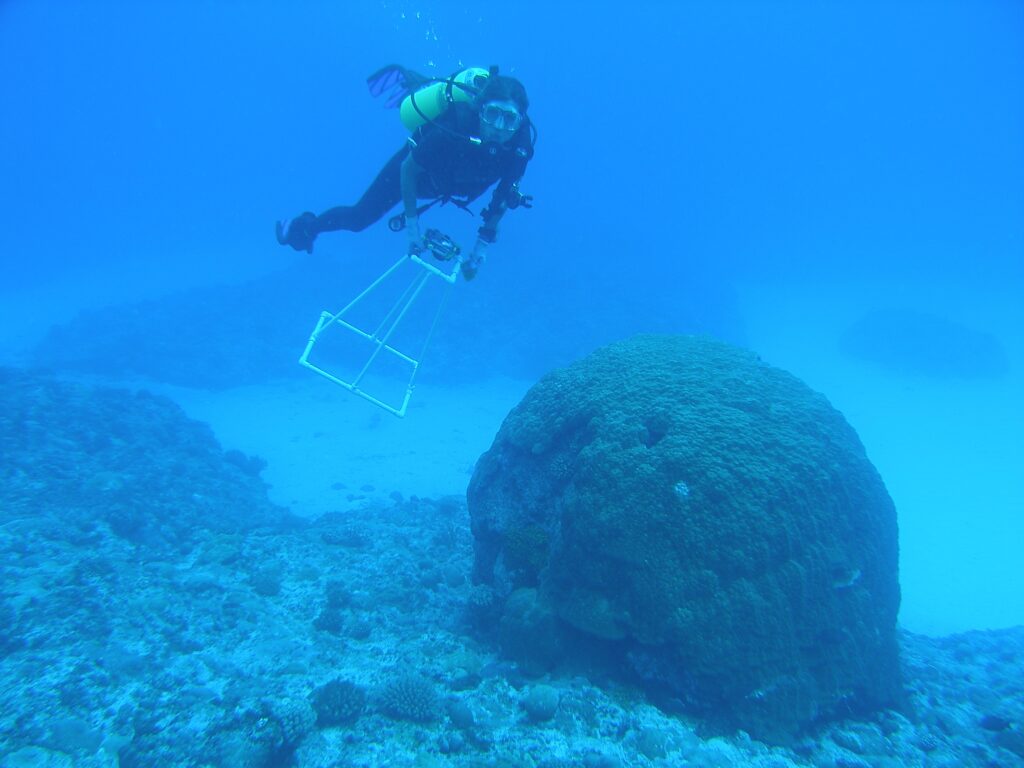 Porites Lobata (Porites lobata) |commons:File:Biological Technician Elizabeth Keenan swims past a large Porites lobata coralhead while conducting algal surveys off of Guam (reef324929763).jpg