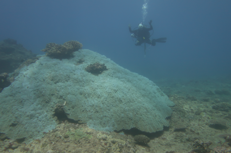 Porites Lutea (Porites lutea) |commons:File:NOAA diver Porites lutea Guam 2022.png