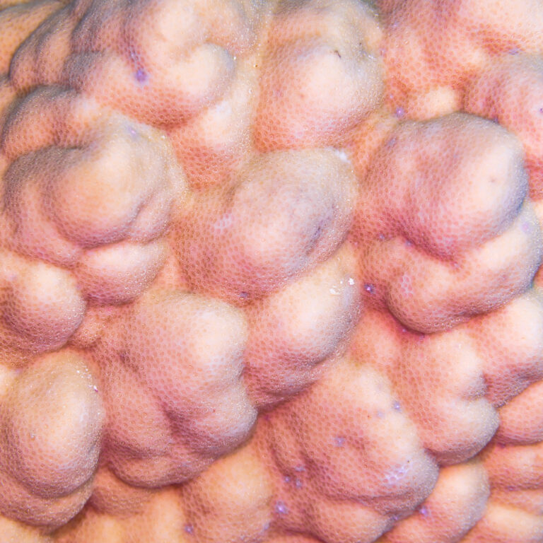 Porites Nodifera (Porites nodifera) |commons:File:Coral (Porites nodifera), mar Rojo, Egipto, 2023-04-14, DD 56.jpg