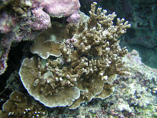 Porites Rus (Porites rus) |commons:File:Porites rus, Samoa.jpg