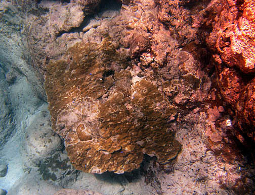 Porites Solida (Porites solida) |commons:File:Porites solida, Samoa.jpg