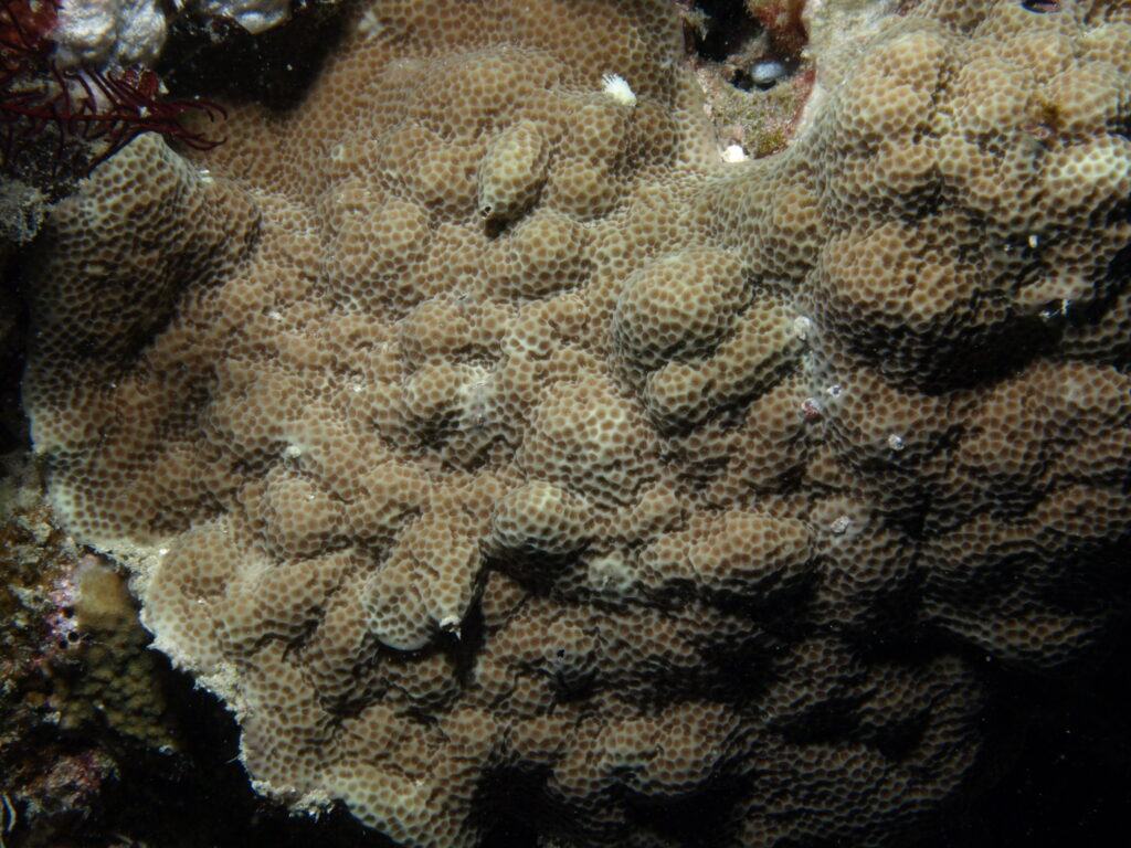 Porites Vaughani (Porites vaughani) |commons:File:Porites vaughani.JPG