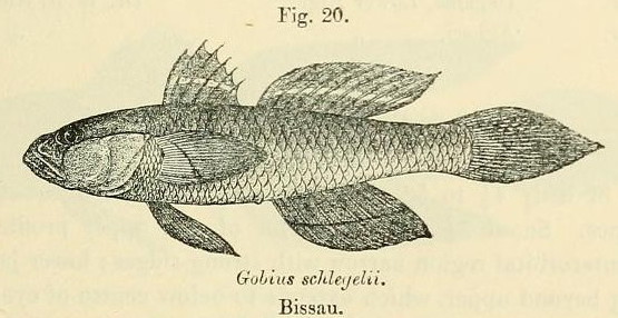 Porogobius schlegelii (Porogobius schlegelii) |commons:File:Porogobius schlegelii.jpg