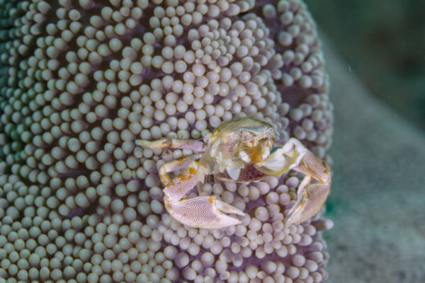 Porselen Yengeci Neopetrolisthes maculatus
