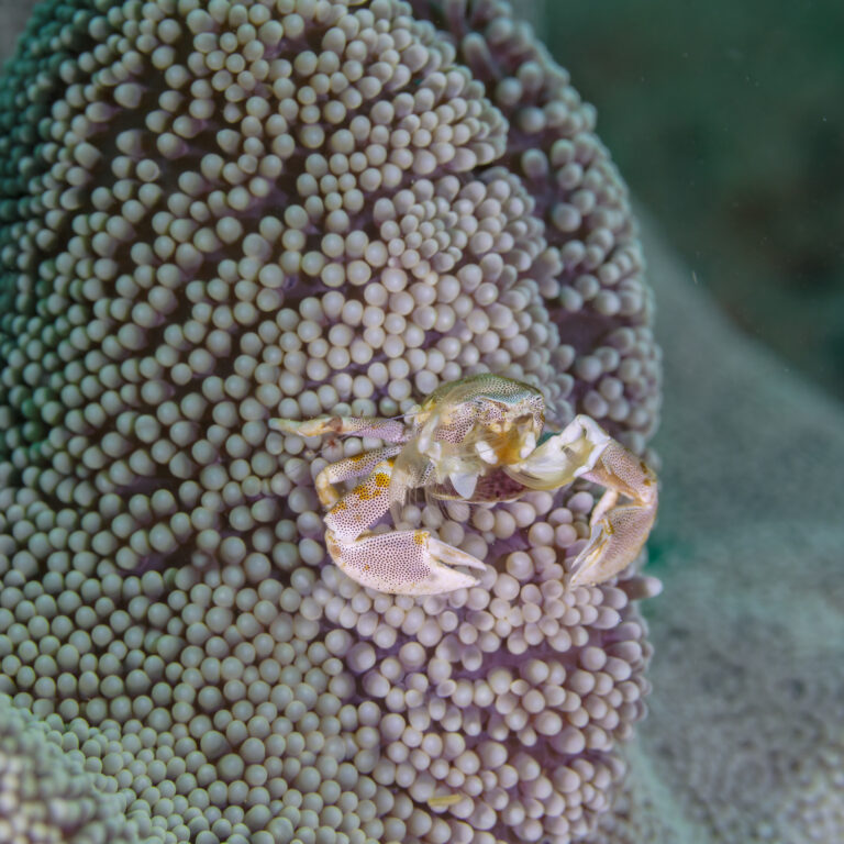 Porselen Yengeci Neopetrolisthes maculatus