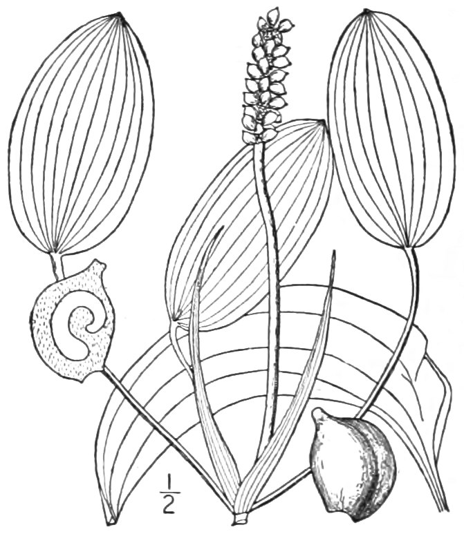 Potamogeton Amplifolius (Potamogeton amplifolius) |commons:File:BB-0176 Potamogeton amplifolius.png