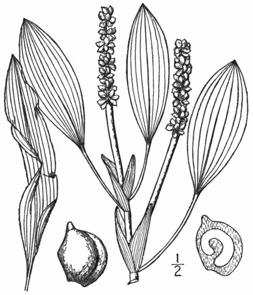 Potamogeton Angustifolius (Potamogeton angustifolius) |commons:File:BB-0185 Potamogeton angustifolius.png