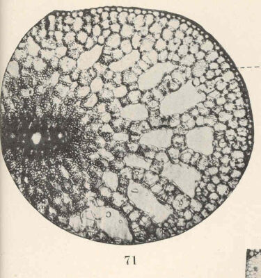 Potamogeton Crispus (Potamogeton crispus) |commons:File:FMIB 40062 Potamogeton crispus, photo micrograph of section through stem of starch-filled vegetative structure; a, cell with starch grains.jpeg