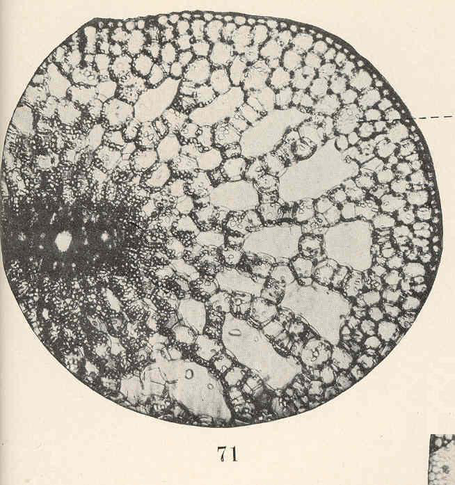 Potamogeton Crispus (Potamogeton crispus) |commons:File:FMIB 40062 Potamogeton crispus, photo micrograph of section through stem of starch-filled vegetative structure; a, cell with starch grains.jpeg