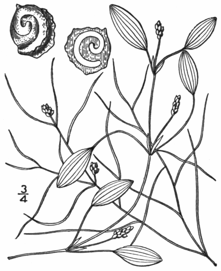 Potamogeton Diversifolius (Potamogeton diversifolius) |commons:File:BB-0202 Potamogeton diversifolius.png