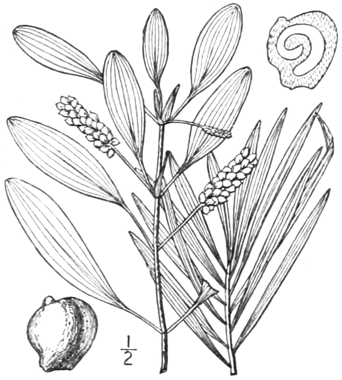 Potamogeton Epihydrus (Potamogeton epihydrus) |commons:File:BB-0178 Potamogeton epihydrus.png