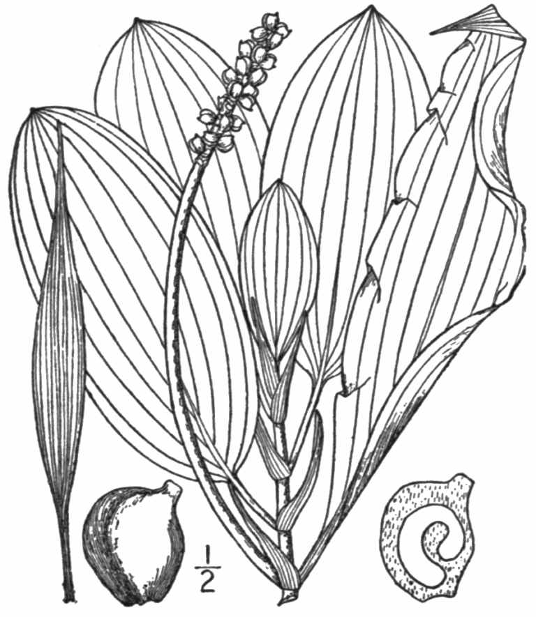 Potamogeton Illinoensis (Potamogeton illinoensis) |commons:File:BB-0184 Potamogeton illinoensis.png