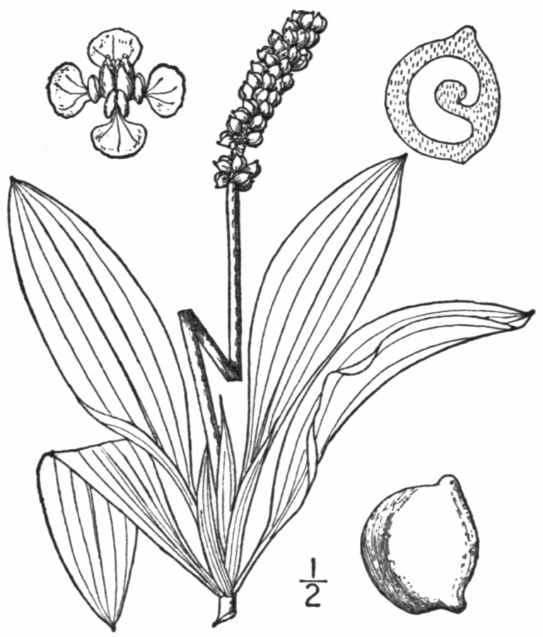 Potamogeton Lucens (Potamogeton lucens) |commons:File:BB-0186 Potamogeton lucens.png