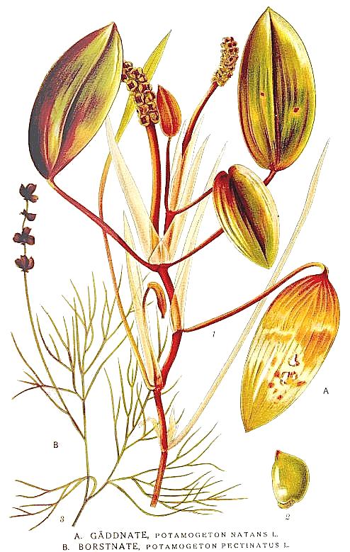 Potamogeton Natans (Potamogeton natans) |commons:File:488 Potamogeton natans, Potamogeton pectinatus.jpg