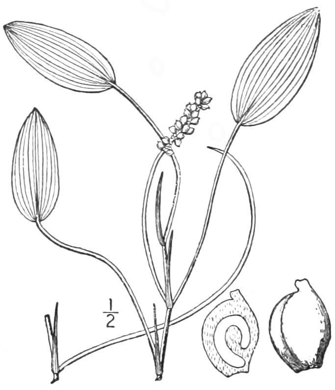 Potamogeton Oakesianus (Potamogeton oakesianus) |commons:File:BB-0175 Potamogeton oakesianus.png