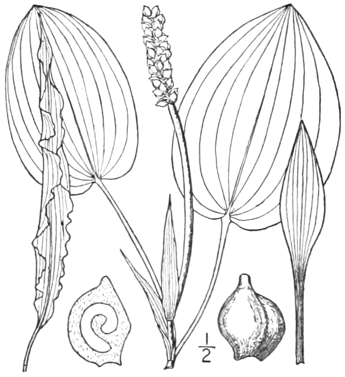 Potamogeton Pulcher (Potamogeton pulcher) |commons:File:BB-0177 Potamogeton pulcher.png