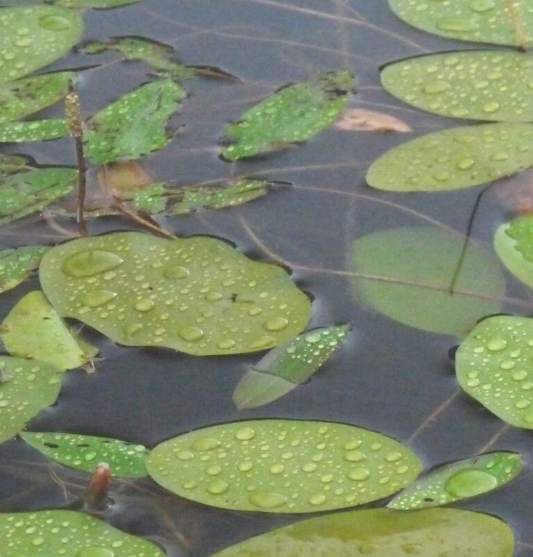 Potamogeton Schreberi (Potamogeton schreberi) |commons:File:Potamogeton fryeri and Brasenia schreberi.jpg
