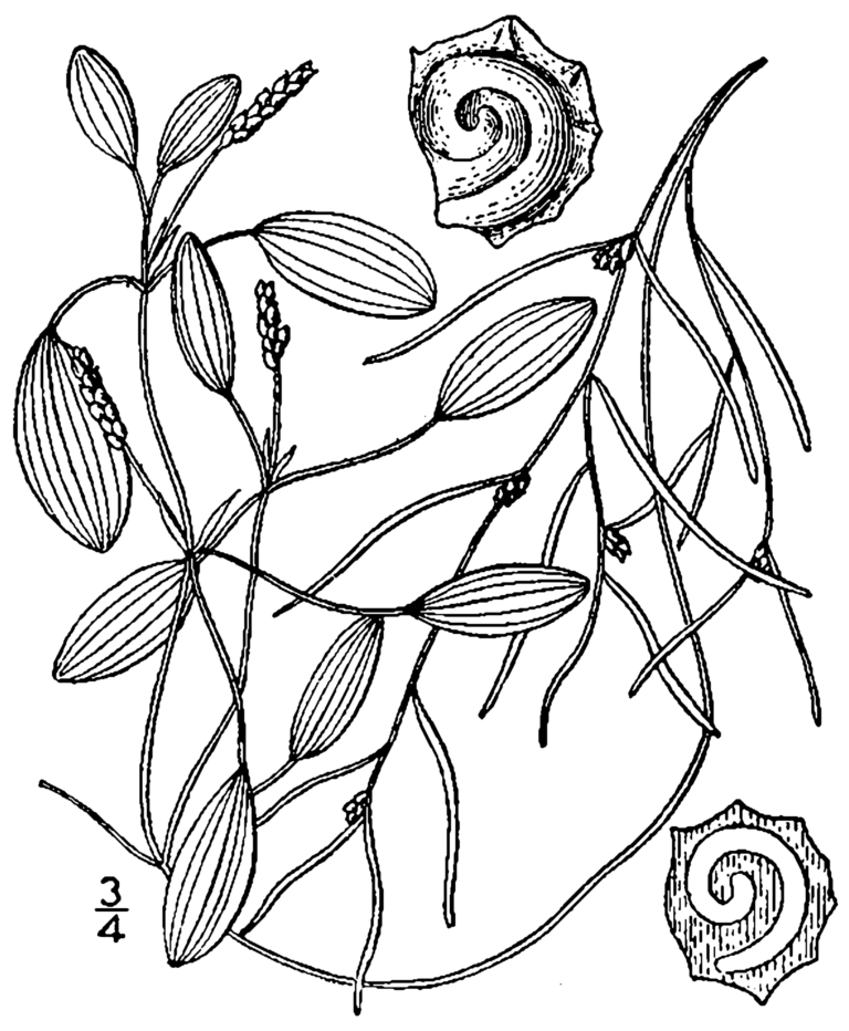 Potamogeton Spirillus (Potamogeton spirillus) |commons:File:Potamogeton spirillus (as Potamogeton dimorphus) BB-1913.png