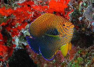 Potter's Angelfish (Centropyge potteri) |commons:File:Centropyge potteri.jpg