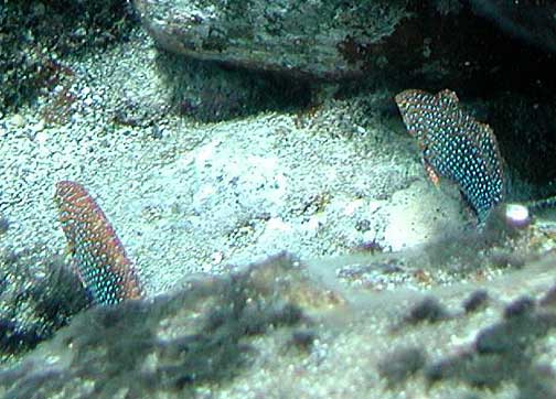 Potter's Wrasse (Macropharyngodon geoffroyi) |commons:File:Macropharyngodon geoffroyi by NPS.jpg