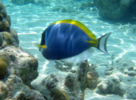 Powder Blue Tang (Acanthurus leucosternon) |commons:File:Acanthurus leucosternon.jpg