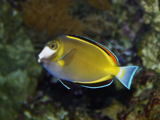 Powder Brown Tang (Acanthurus japonicus) |commons:File:Acanthuridae Acanthurus japonicus 1.jpg