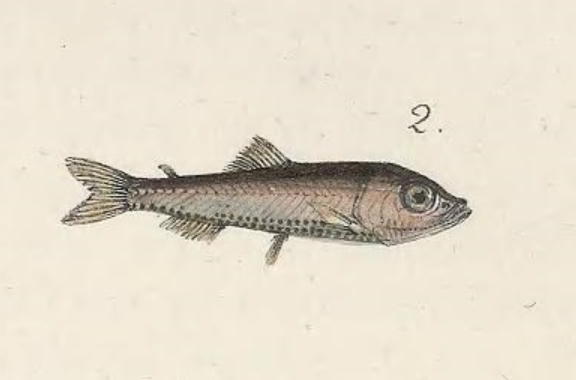 Power's Deep-water Bristle-mouth Fish (Vinciguerria poweriae) |commons:File:Vinciguerria poweriae.png
