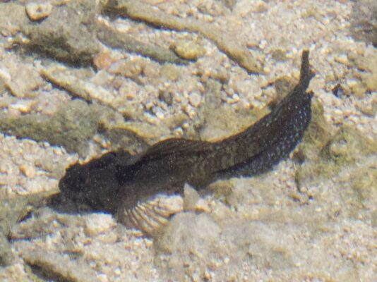 Praealticus triangulus (Praealticus triangulus) |commons:File:Praealticus triangulus imported from iNaturalist photo 197840209 on 7 April 2024.jpg