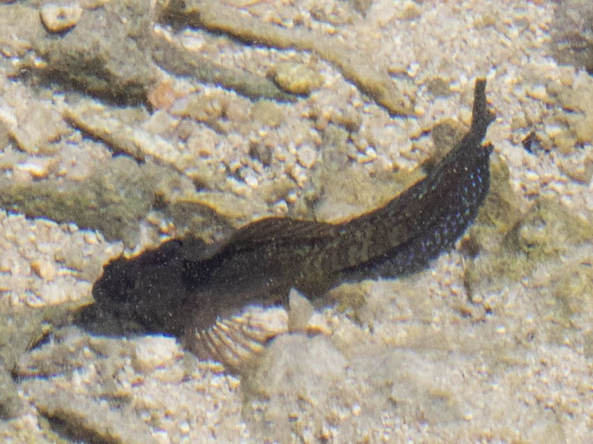 Praealticus triangulus (Praealticus triangulus) |commons:File:Praealticus triangulus imported from iNaturalist photo 197840209 on 7 April 2024.jpg