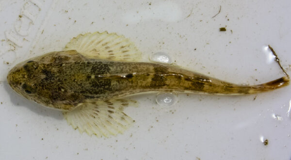 Prickly Sculpin (Cottus asper) |commons:File:Cottus asper.jpeg
