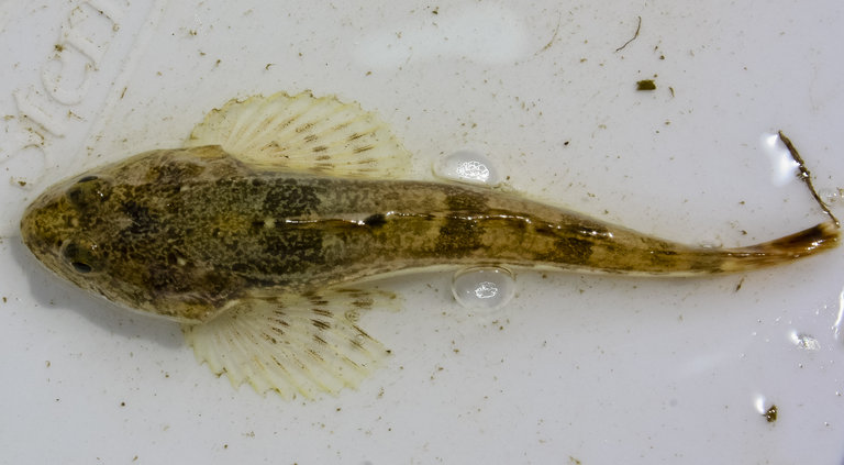 Prickly Sculpin (Cottus asper) |commons:File:Cottus asper.jpeg