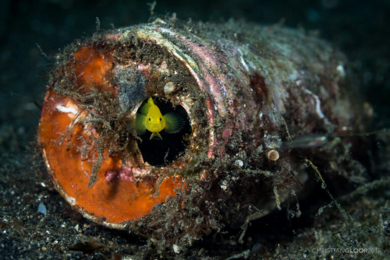 Priolepis aureoviridis (Priolepis aureoviridis) |commons:File:Priolepis aureoviridis (22008116305).jpg
