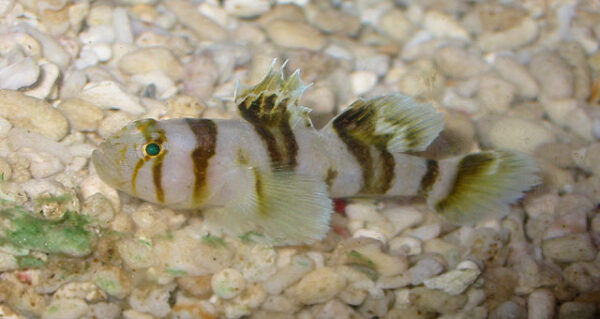 Priolepis nocturna (Priolepis nocturna) |commons:File:Priolepis nocturna.jpg