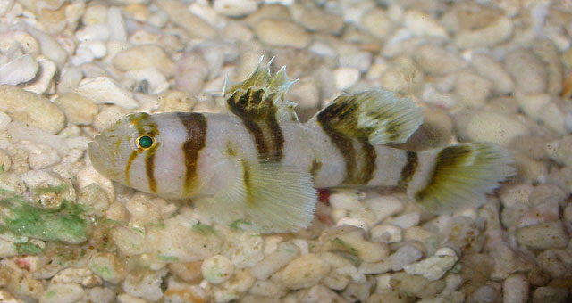 Priolepis nocturna (Priolepis nocturna) |commons:File:Priolepis nocturna.jpg