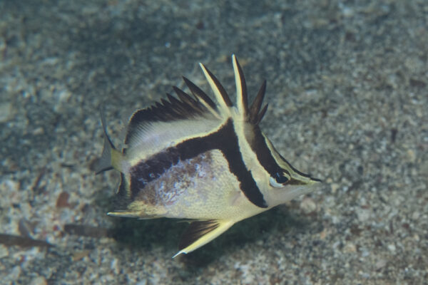 Prognathodes carlhubbsi (Prognathodes carlhubbsi) |commons:File:Prognathodes carlhubbsi 426721608.jpg