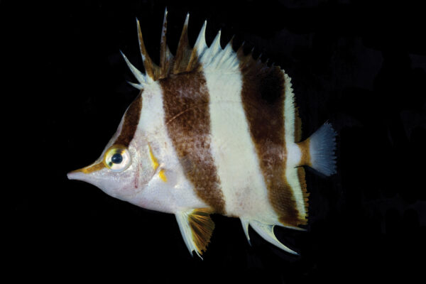 Prognathodes geminus (Prognathodes geminus) |commons:File:Prognathodes geminus (10.3897-zookeys.835.32562) Figure 1.jpg