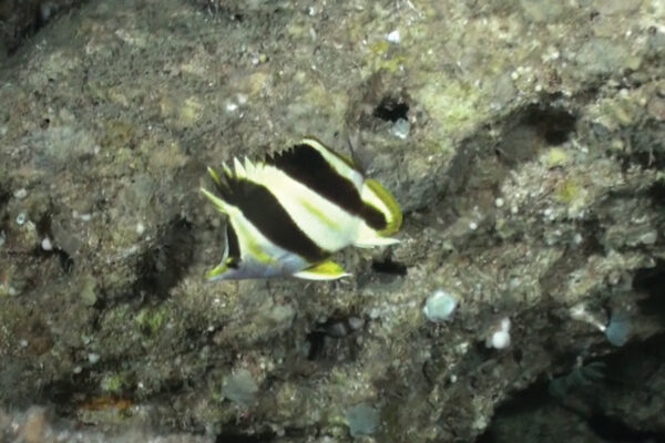 Prognathodes guezei (Prognathodes guezei) |commons:File:Prognathodes guezei (10.3897-zookeys.835.32562) Figure 5.jpg