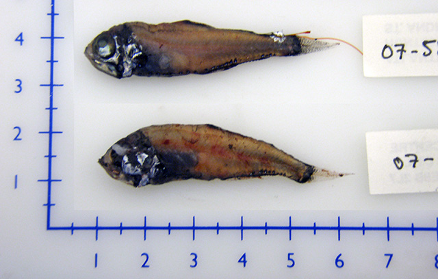 Protomyctophum arcticum (Protomyctophum arcticum) |commons:File:Protomyctophum arcticum.jpg