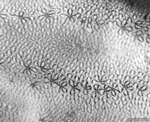 Psammocora Contigua (Psammocora contigua) |commons:File:Psammocora contigua, coralitos.JPG