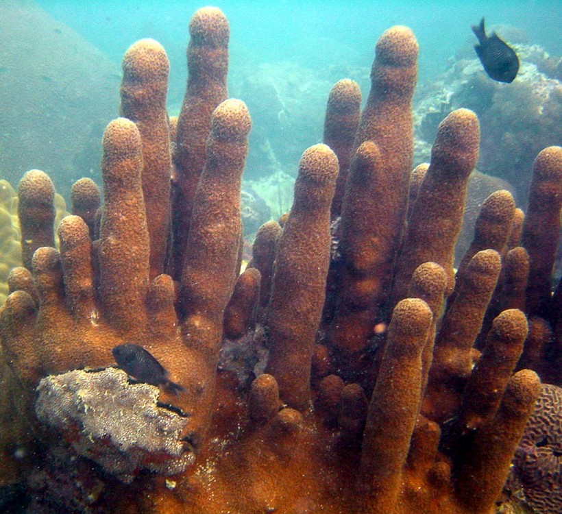 Psammocora Digitata (Psammocora digitata) |commons:File:Psammocora-digitata - coral-phallic.jpg