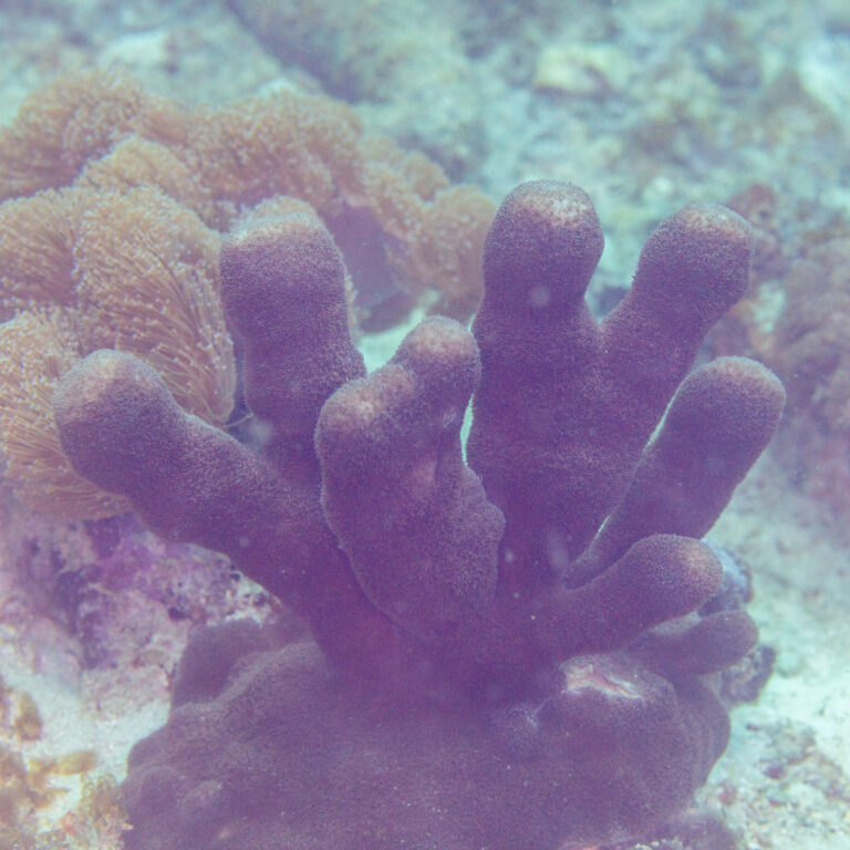 Psammocora Haimiana (Psammocora haimiana) |commons:File:Coral (Psammocora haimiana), Mahé, Seychelles, 2025-09-09, DD 63.jpg