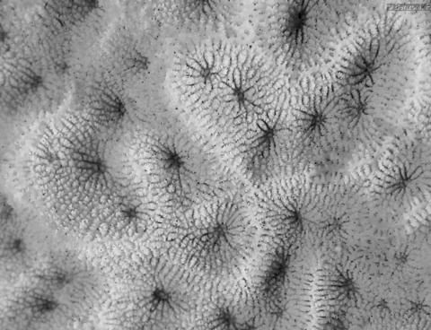Psammocora Profundacella (Psammocora profundacella) |commons:File:Psammocora profundacella, coralitos.JPG