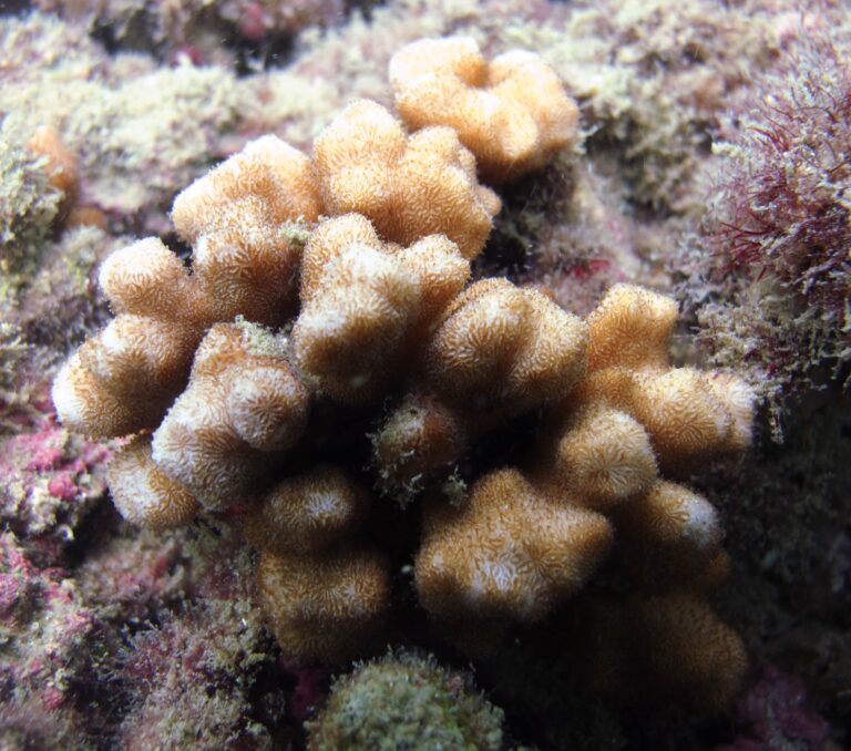 Psammocora Stellata (Psammocora stellata) |commons:File:Psammocora stellata, Panamá.jpg