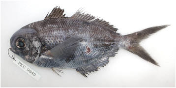 Psenes arafurensis (Psenes arafurensis) |commons:File:Fig-2-Psenes-arafurensis-PKU-9949-199.gif