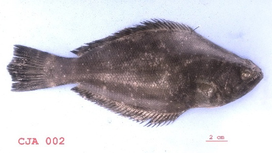 Psettodes belcheri (Psettodes belcheri) |commons:File:Psettodes belcheri.jpg