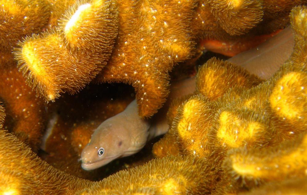 Pseudechidna brummeri (Pseudechidna brummeri) |commons:File:Pseudechidna brummeri.jpg