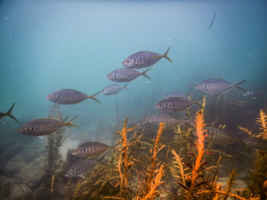 Pseudocaranx georgianus (Pseudocaranx georgianus) |commons:File:Pseudocaranx georgianus 12669043.jpg
