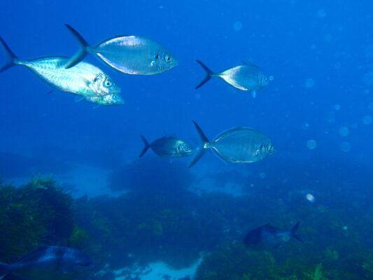 Pseudocaranx wrighti (Pseudocaranx wrighti) |commons:File:Pseudocaranx wrighti PC260120.JPG